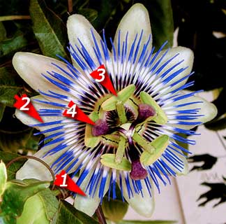 passion-flower-4-parts1
