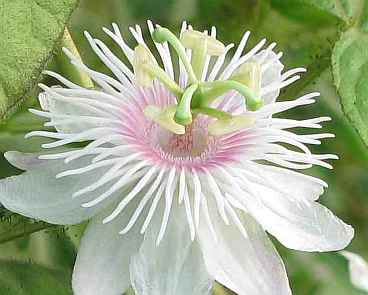 Passion-flower-picture-4