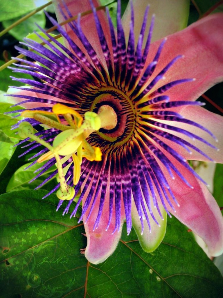 passion_flower_by_julie_nicole-d652k60
