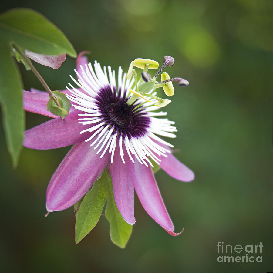 pink-passion-flower-glennis-siverson